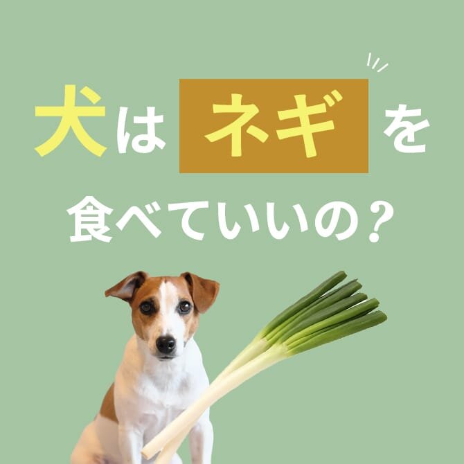 犬がネギを食べたときの症状と対処方法【獣医師監修】