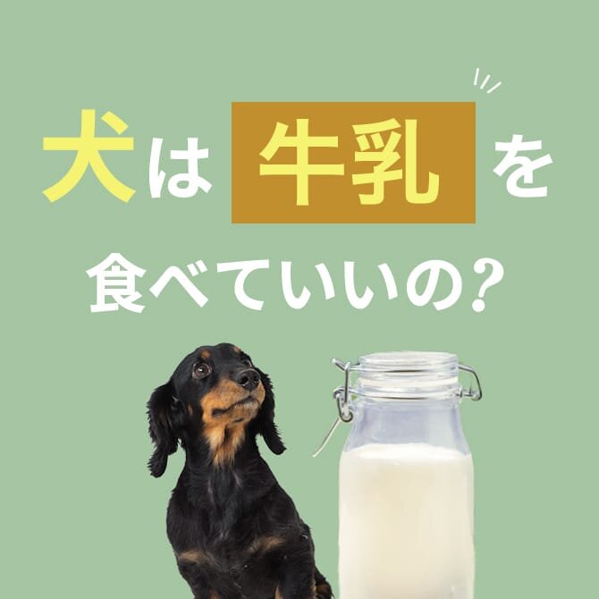 犬が牛乳を飲んだときの症状と対処方法【獣医師監修】