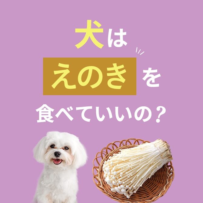 犬はえのきを食べても大丈夫！えのきの与え方と注意点【獣医師監修】