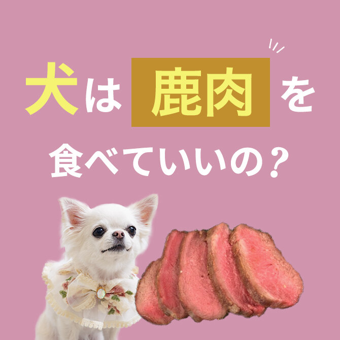 犬は鹿肉を食べても大丈夫！鹿肉の与え方と注意点【獣医師監修】