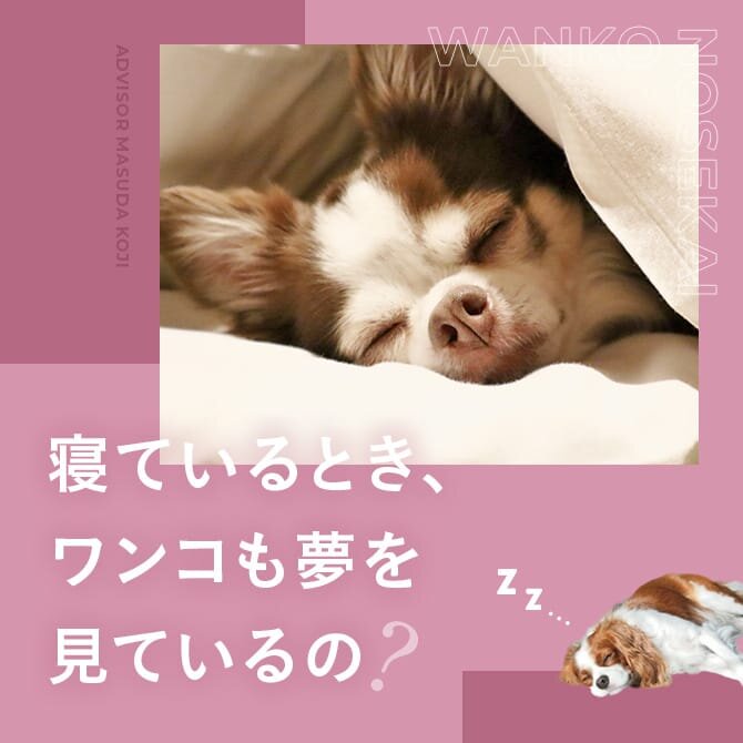 犬が寝ているときの行動｜犬も夢を見ている？布団の中に入って息苦しくならないの？