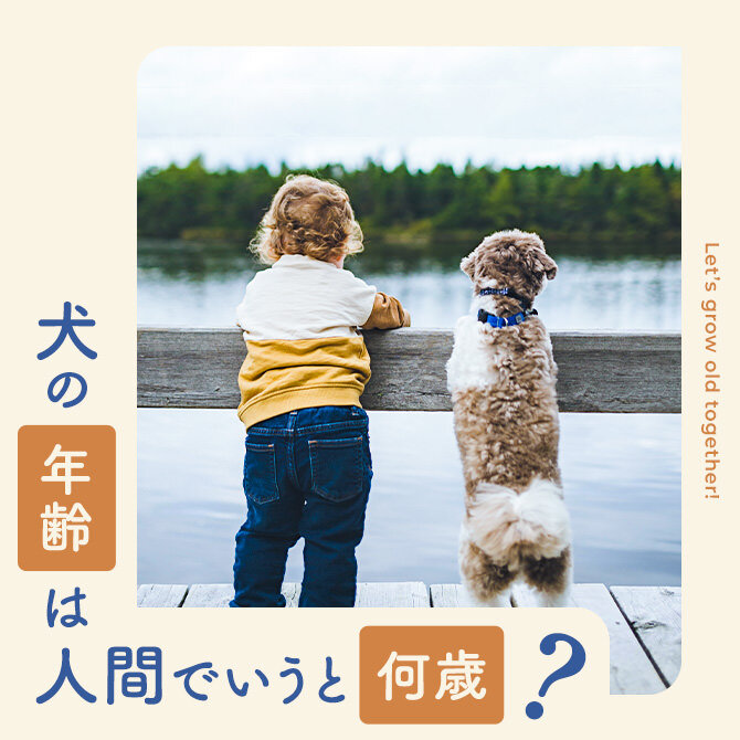 【犬の年齢早見表】犬の年齢は人間の何歳？犬の年齢人間換算する方法と寿命について。