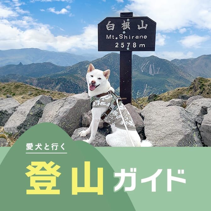 愛犬と行く登山ガイド｜注意点や持ち物