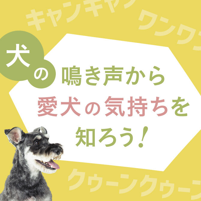 【犬の鳴き声の種類と意味】犬の鳴き声から愛犬の気持ちを知ろう！