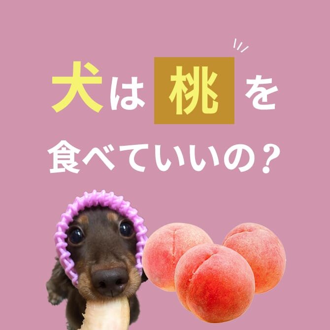 犬は桃を食べても大丈夫？正しい与え方や量は？