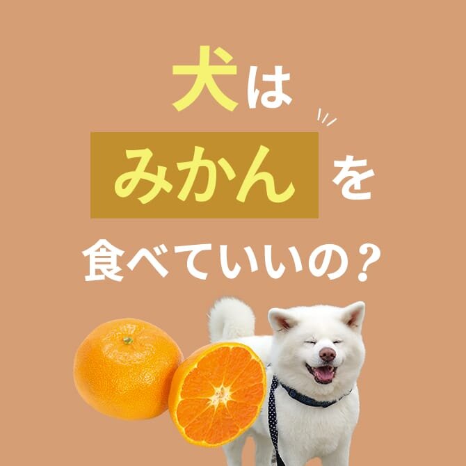 犬はみかんを食べても大丈夫？正しい与え方や量は？