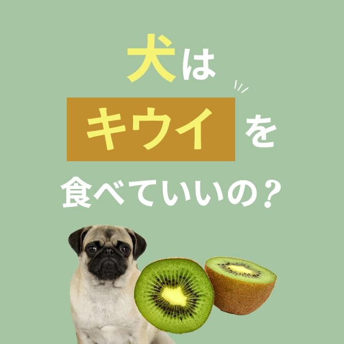 犬はキウイを食べても大丈夫？正しい与え方や量は？