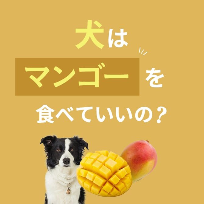 犬はマンゴーを食べても大丈夫？正しい与え方や量は？