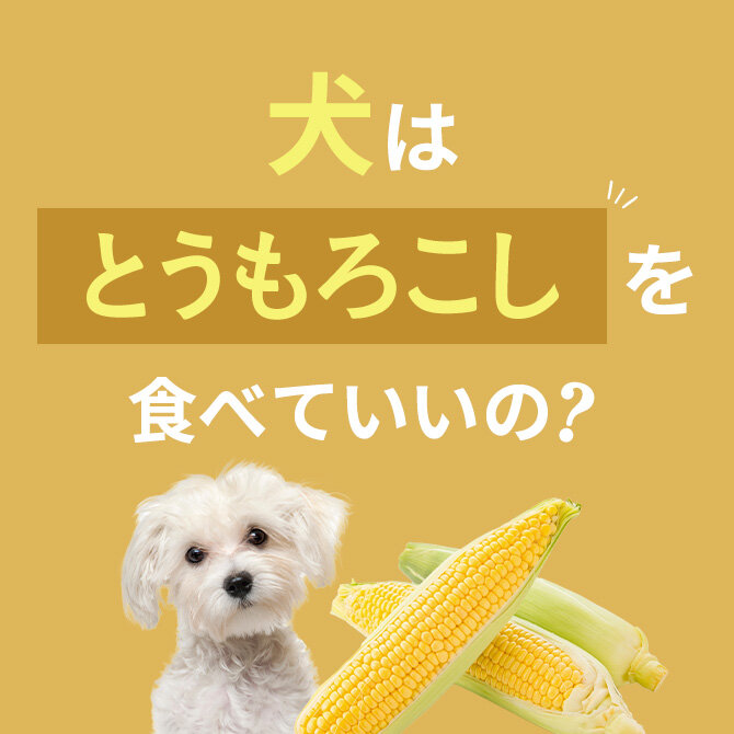 犬はとうもろこしを食べても大丈夫？正しい与え方や量は？