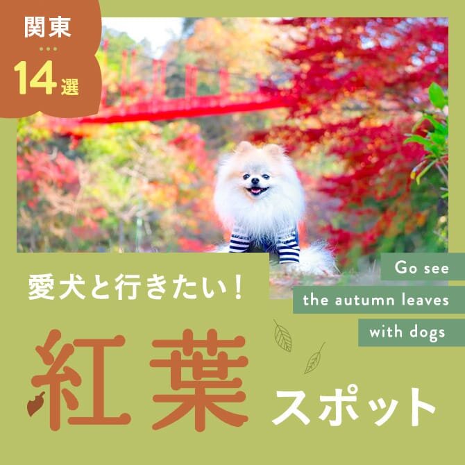 【関東の紅葉スポット14選】愛犬と行けるおすすめの紅葉スポット