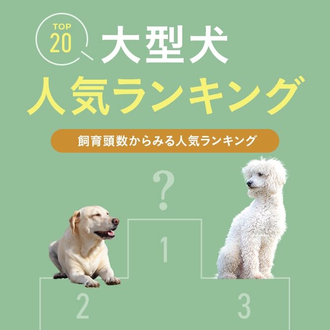 【大型犬 ランキング 2024年版】大型犬の種類の中でも大型犬人気犬種をご紹介。大型犬の飼いやすさや体重なども！