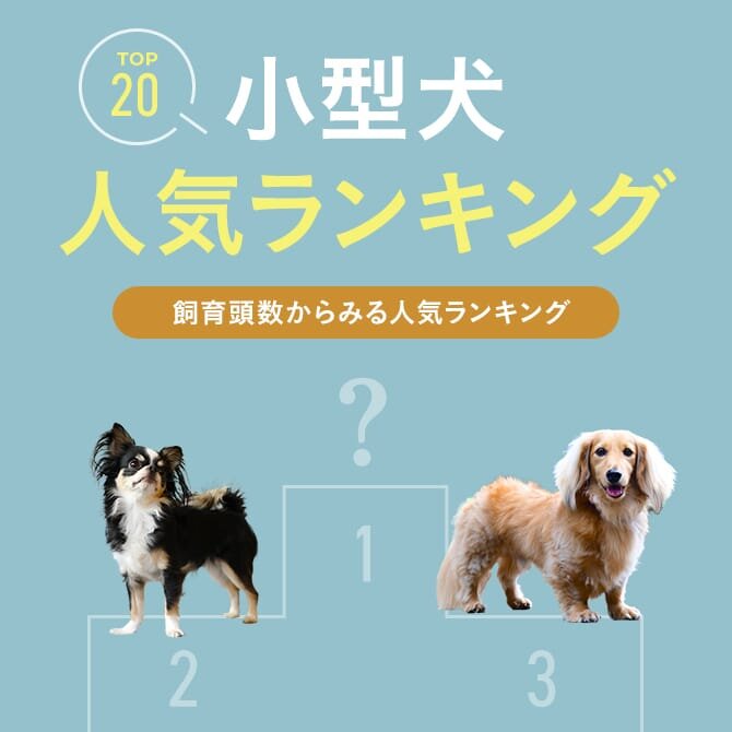 【小型犬人気ランキング 2024年最新版】小型犬の人気犬種ランキング。小型の飼いやすさや体重も！