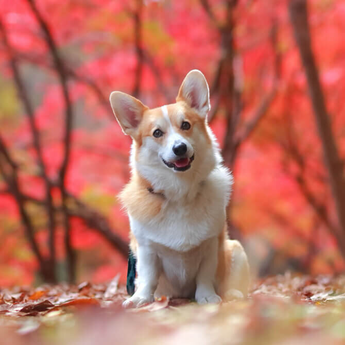 【日光の紅葉スポット9選】愛犬と行けるおすすめの紅葉スポット