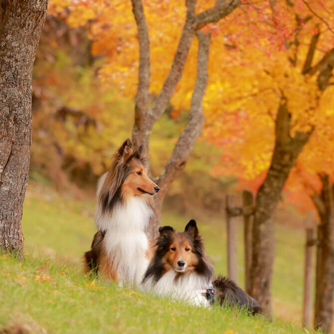 【千葉の紅葉スポット9選】愛犬と行けるおすすめの紅葉スポット