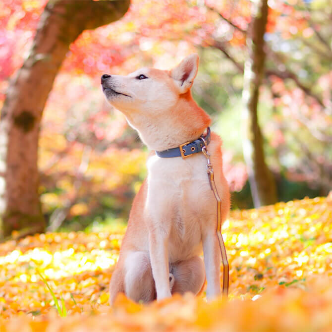 【埼玉の紅葉スポット7選】愛犬と行けるおすすめの紅葉スポット