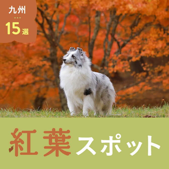 【九州の紅葉スポット15選】愛犬と行けるおすすめの紅葉スポット