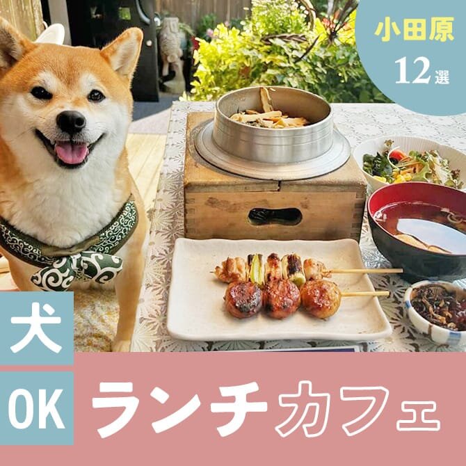 【小田原の犬連れでランチができるカフェ12選】ペット可・店内犬同伴OKカフェ一覧