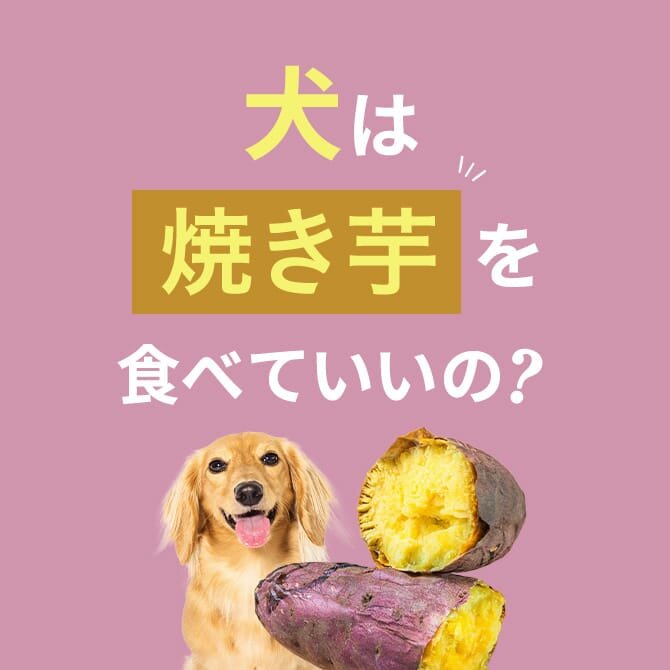 犬は焼き芋を食べても大丈夫？正しい与え方と注意点【獣医師監修】