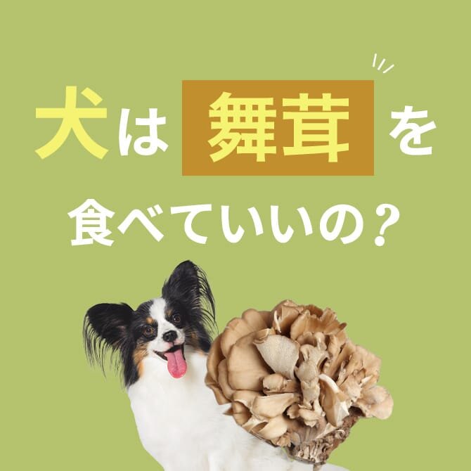 犬は舞茸を食べても大丈夫？正しい与え方と注意点【獣医師監修】