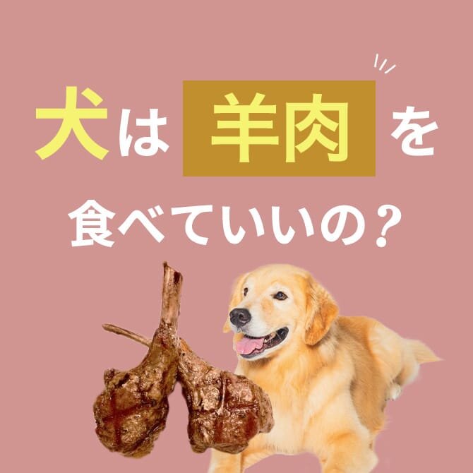 犬は羊肉を食べても大丈夫？正しい与え方と注意点【獣医師監修】