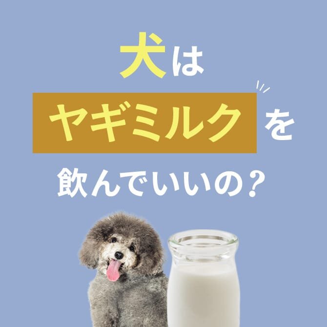 犬はヤギミルクを飲んでも大丈夫？正しい与え方と注意点【獣医師監修】