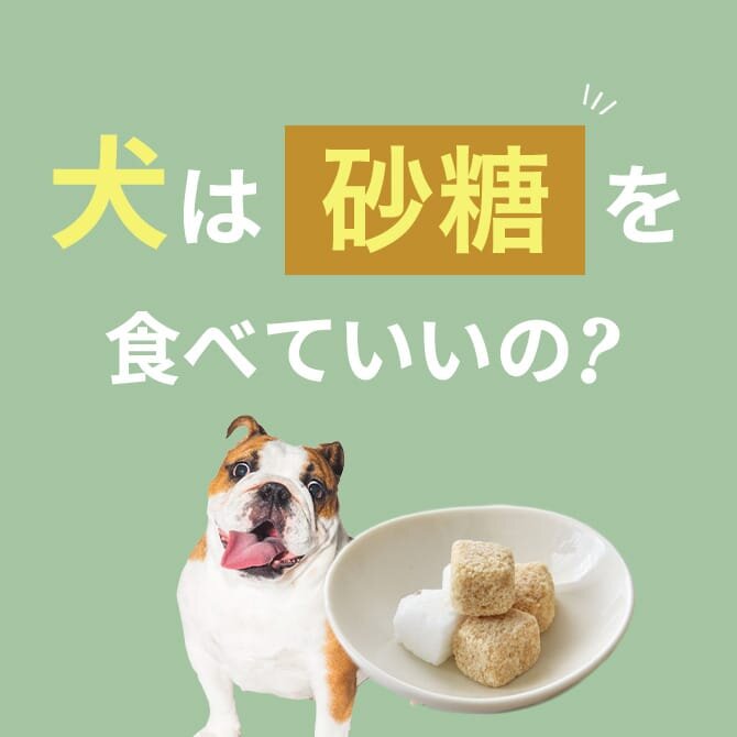 犬は砂糖を食べても大丈夫？正しい与え方と注意点【獣医師監修】