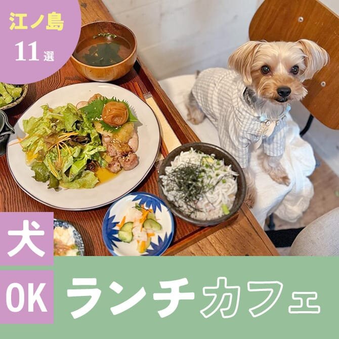 【江ノ島でランチに使えるお店】犬連れOKのカフェ・レストランまとめ