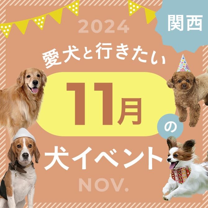 【2024年11月】関西で愛犬と行きたいドッグイベント18選