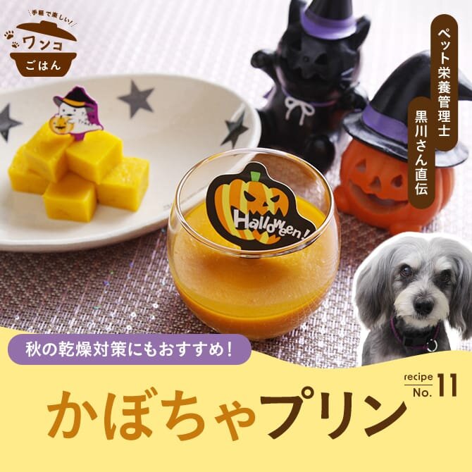 【秋の乾燥対策の薬膳おやつ】ハロウィンに愛犬に作りたい「かぼちゃプリン」