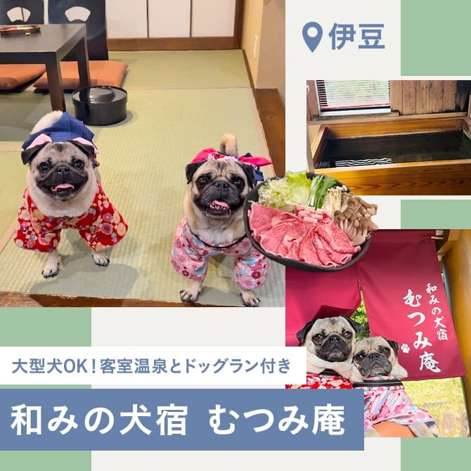 【和みの犬宿むつみ庵】伊豆の犬と泊まれるお宿