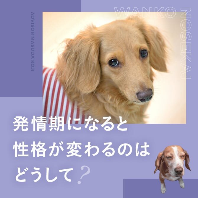 犬の発情期｜発情期には性格が変わるのはどうして？犬の思春期と反抗期について