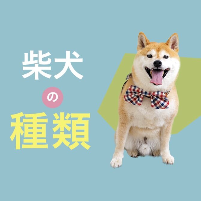 【 柴犬の種類】大きさやサイズなど柴犬の種類を学ぼう！