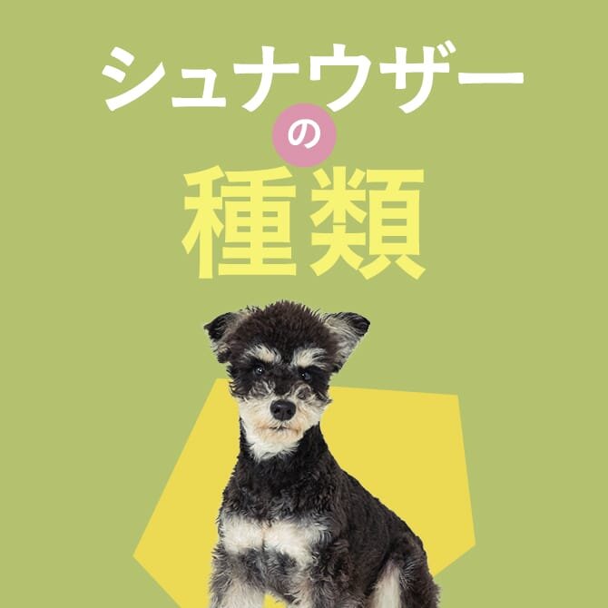 【シュナウザーの種類】大きさやサイズなどシュナウザーの種類を学ぼう！