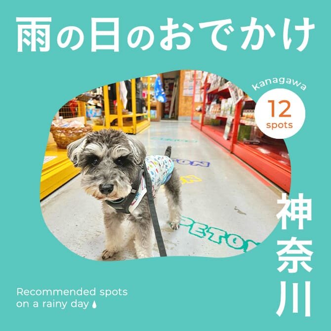 【神奈川お出かけスポット】雨の日でも楽しめる愛犬と行ける施設