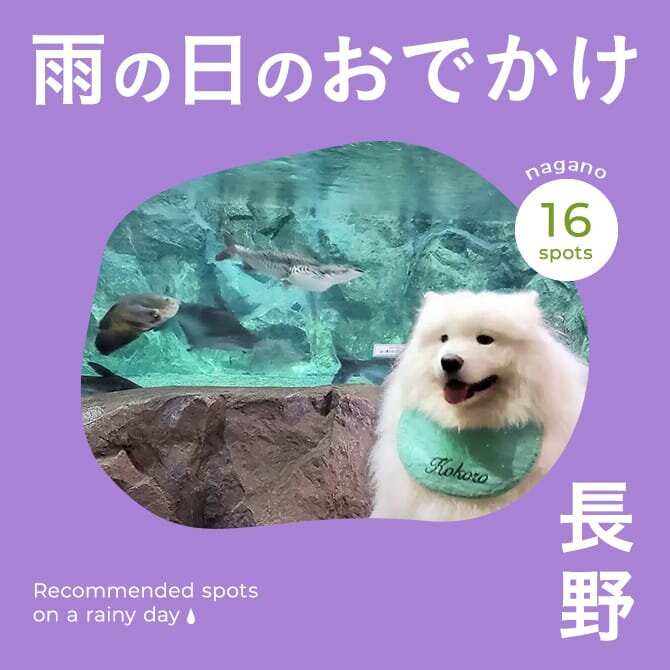 【長野お出かけスポット】雨の日でも楽しめる愛犬と行ける室内施設