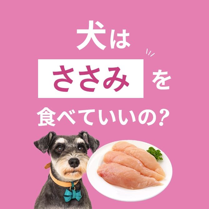 犬はささみを食べても大丈夫！正しい与え方と注意点【獣医師監修】