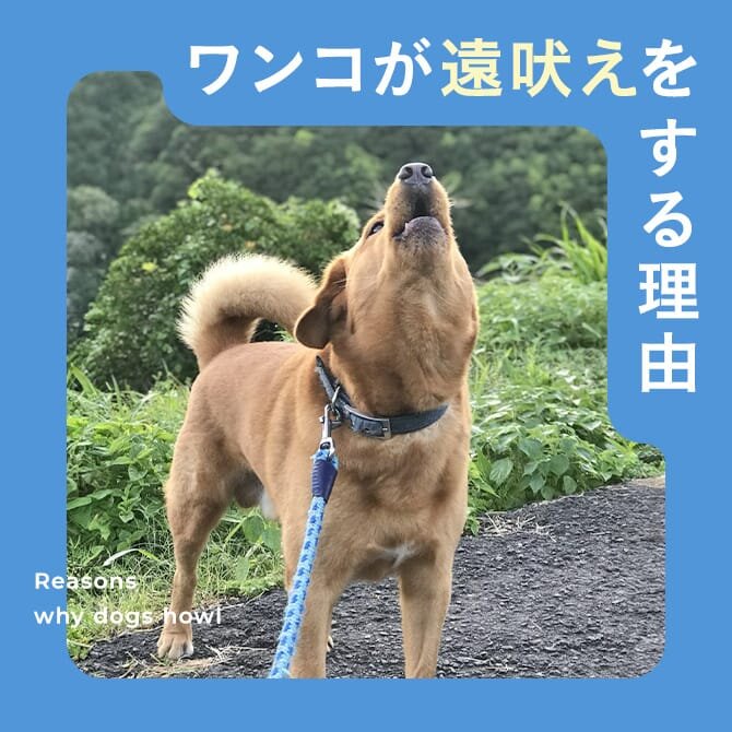 【犬が遠吠えをする理由】やめさせるための方法も解説