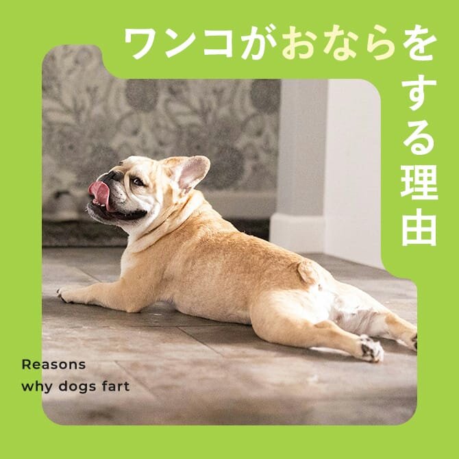 【犬のおならが臭い理由】病院に連れていくべき症状も解説