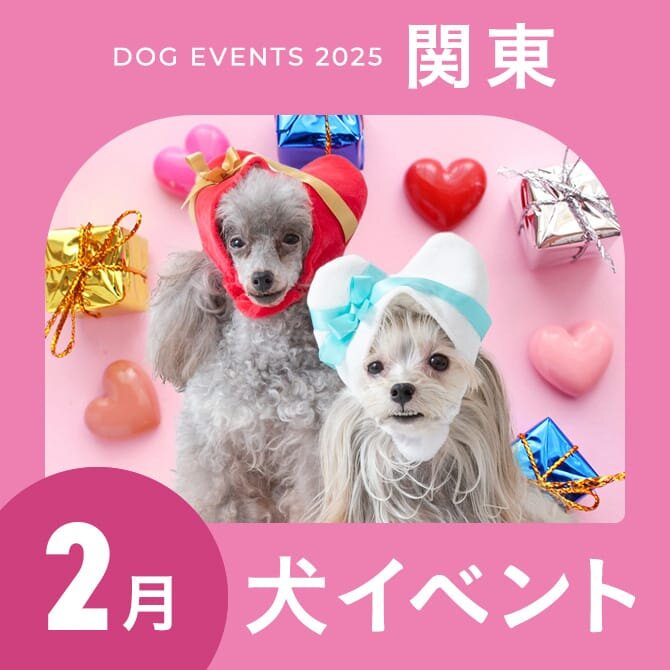 【2025年2月】関東で愛犬と行きたいドッグイベント14選