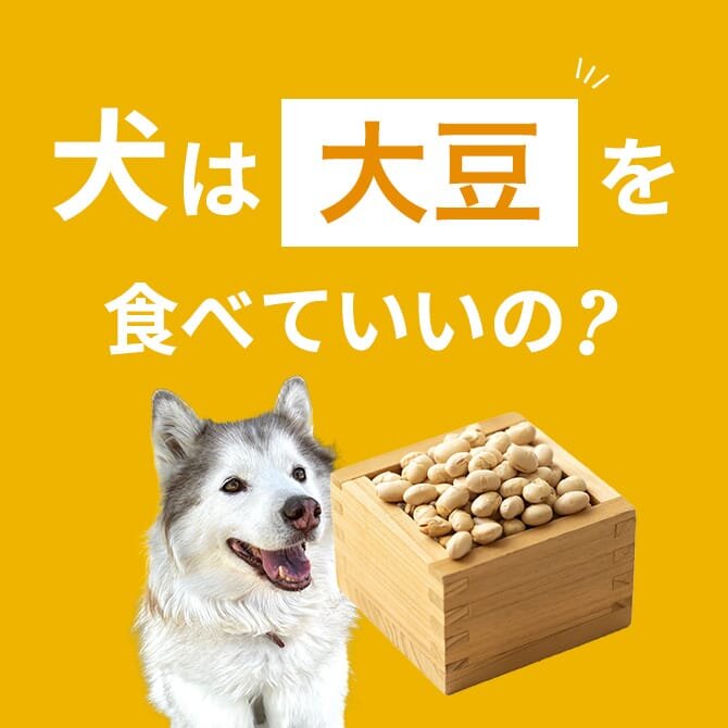 犬は大豆を食べても大丈夫！正しい与え方と注意点【獣医師監修】