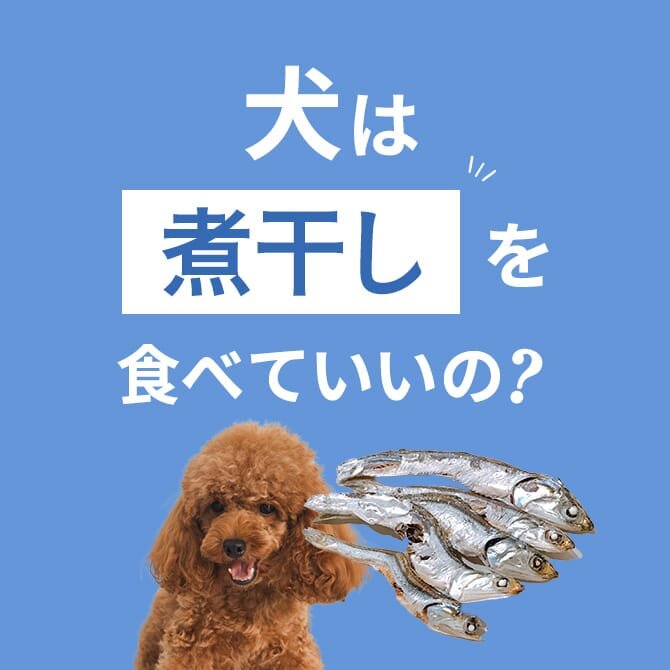 犬は煮干しを食べても大丈夫！正しい与え方と注意点【獣医師監修】