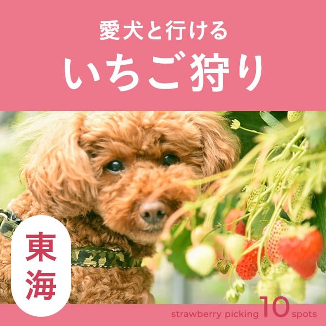 【東海】犬同伴OKのいちご狩り農園まとめ