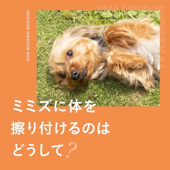 【犬の不思議行動】犬がミミズを潰したり食べる理由は？突然走り出すのには理由があるの？