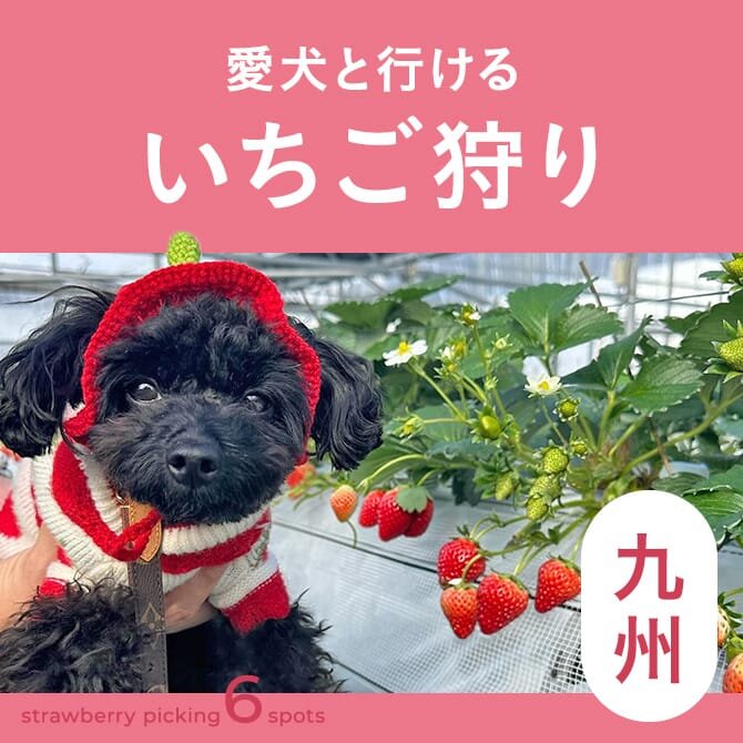 【九州いちご狩り】犬同伴OKな九州のいちご狩り農園まとめ