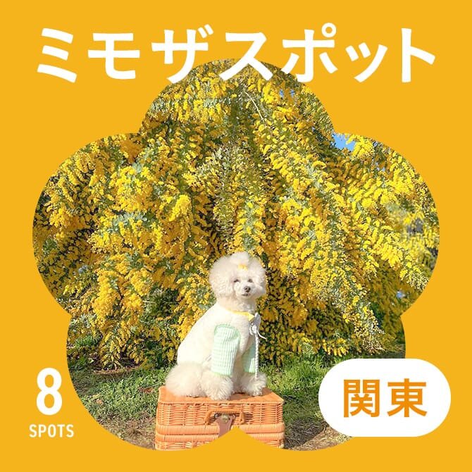 【関東のミモザスポット8選】犬と行けるミモザの名所