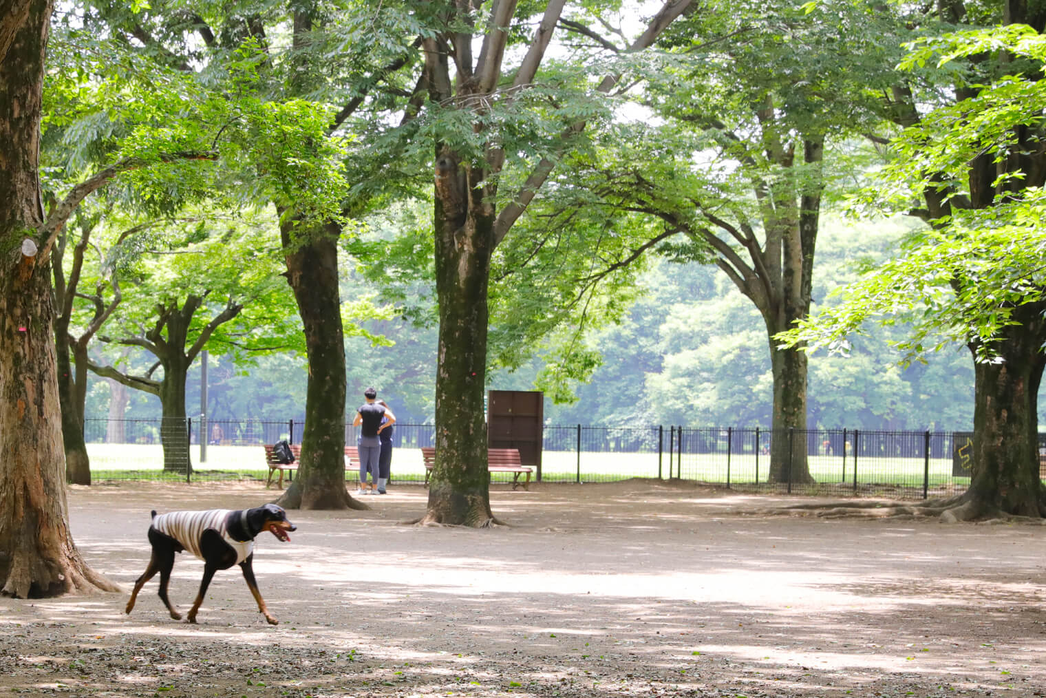 ドッグラン チワワや小型犬にもおすすめの都内ドッグラン ワンコnowa