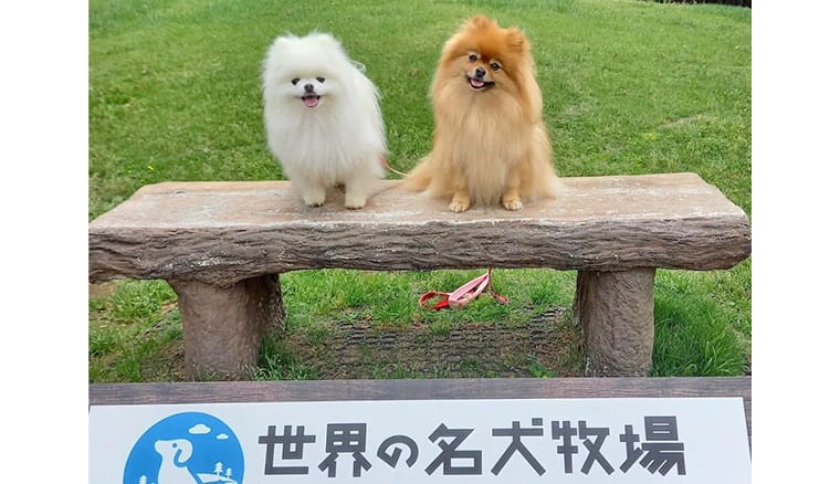 世界の名犬牧場 ドッグラン