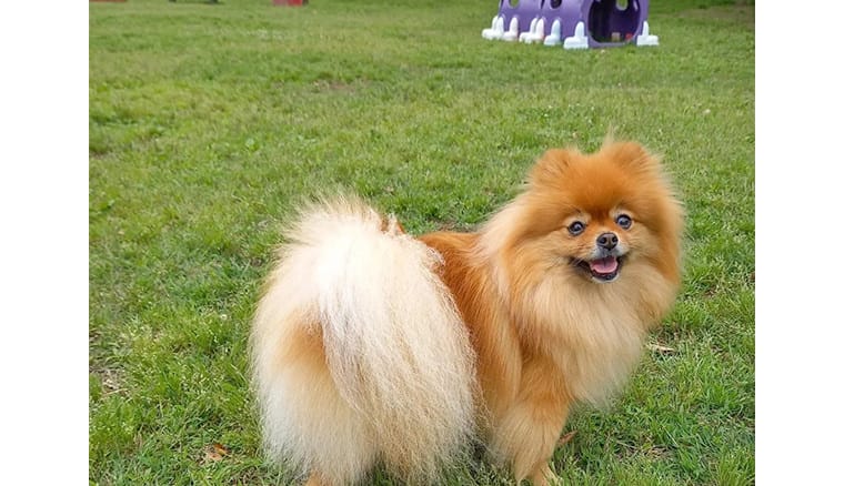 世界の名犬牧場 ドッグラン