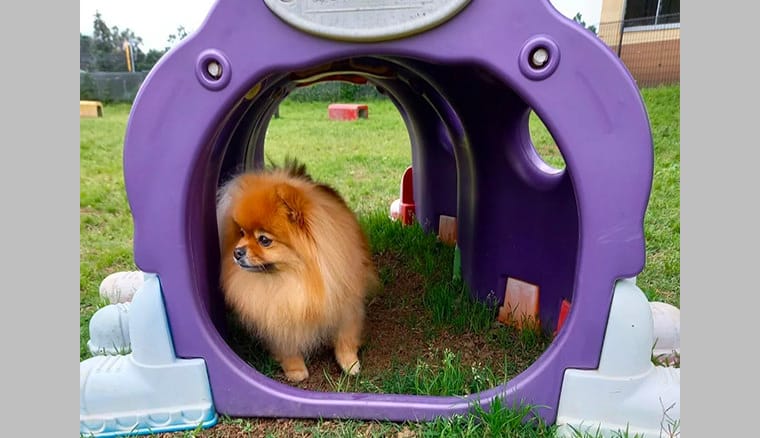 世界の名犬牧場 ドッグラン