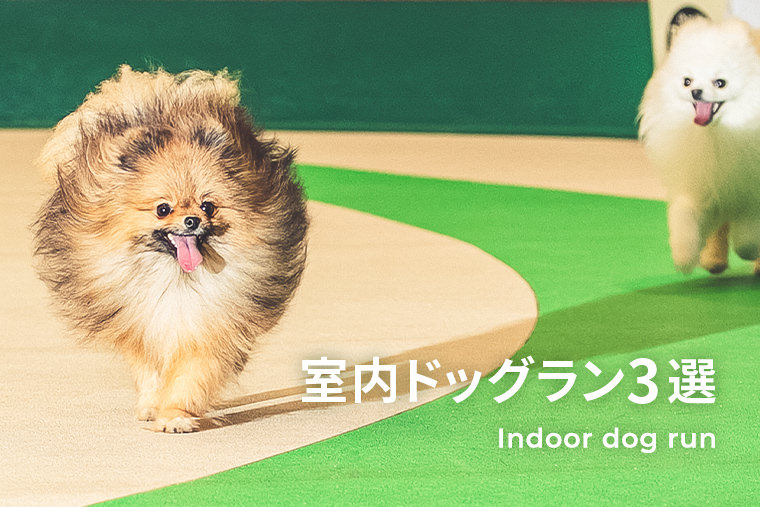 室内ドッグラン3選 Indoor dog run